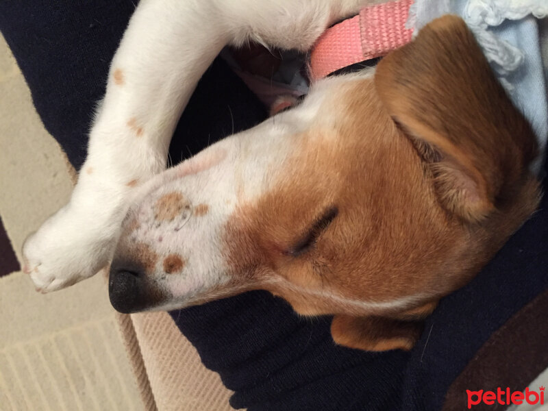 Jack Russell Terrier, Köpek  Şeker fotoğrafı