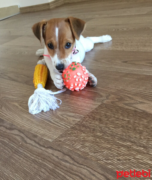 Jack Russell Terrier, Köpek  Şeker fotoğrafı