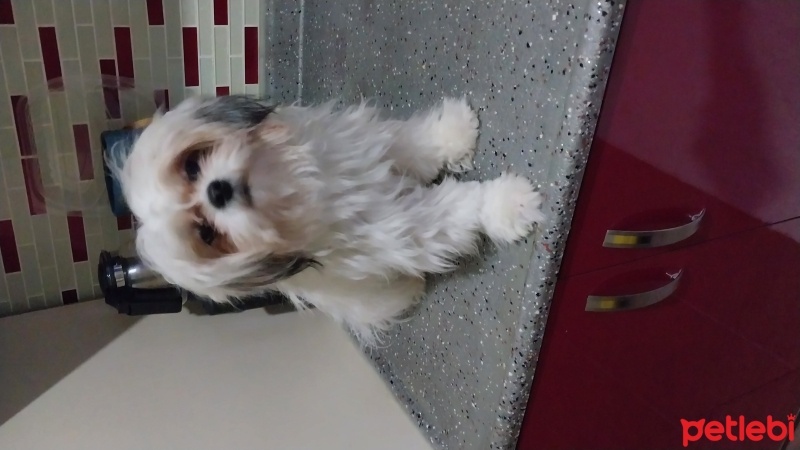 Shih Tzu, Köpek  Pamuk fotoğrafı