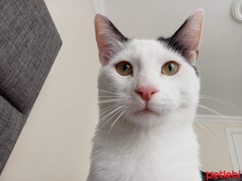 Tekir Kedi, Kedi  Lokum fotoğrafı