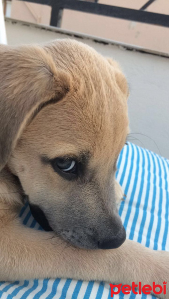 Kangal, Köpek  Şans fotoğrafı