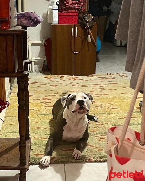 Amerikan Staffordshire Terrier, Köpek  Tyson fotoğrafı