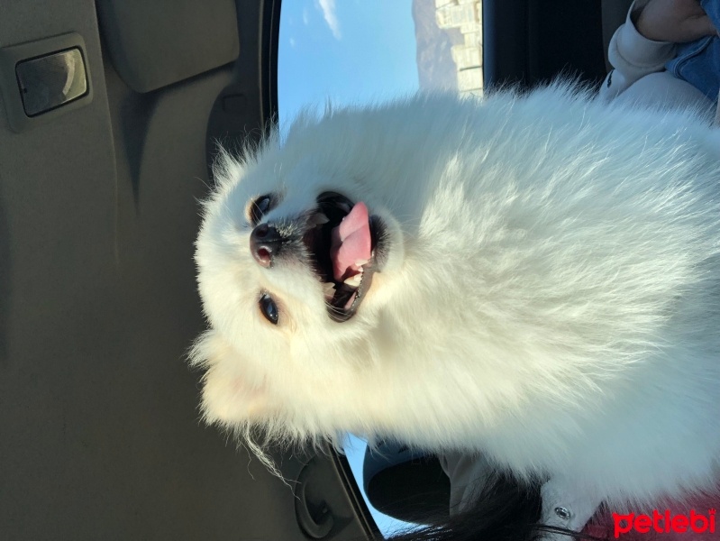 Pomeranyalı, Köpek  Eva fotoğrafı