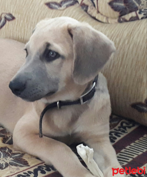 Kangal, Köpek  Şans fotoğrafı