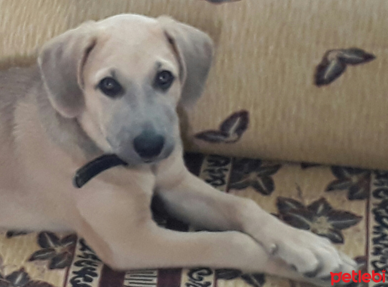 Kangal, Köpek  Şans fotoğrafı