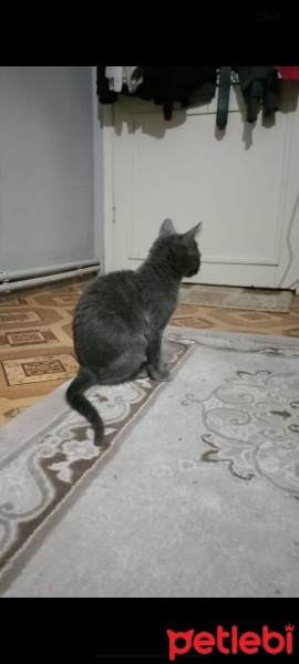 Mavi Rus, Kedi  Miya fotoğrafı