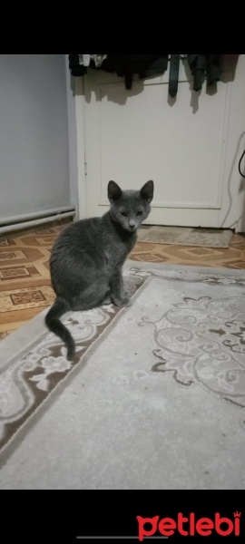 Mavi Rus, Kedi  Miya fotoğrafı