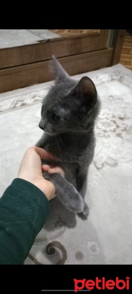Mavi Rus, Kedi  Miya fotoğrafı