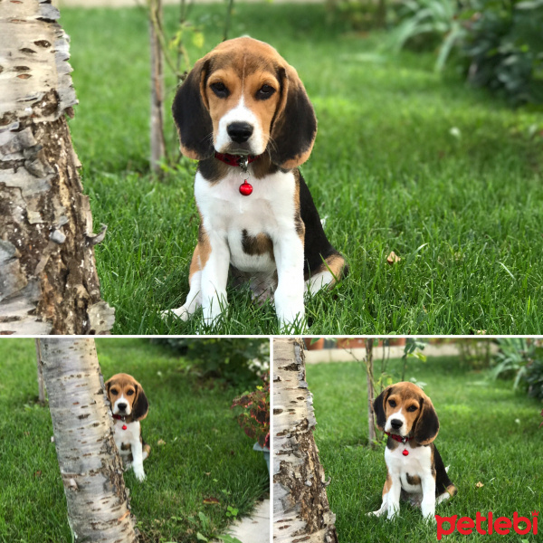 Beagle, Köpek  Rico fotoğrafı