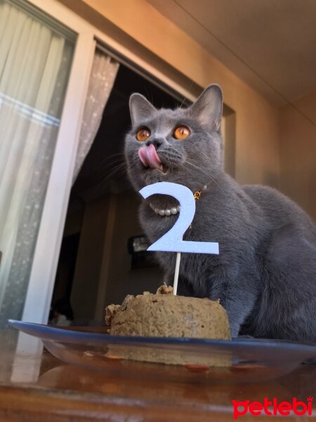 British Shorthair, Kedi  Mila fotoğrafı