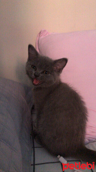 British Shorthair, Kedi  Mila fotoğrafı