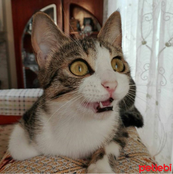 Tekir Kedi, Kedi  Arty fotoğrafı