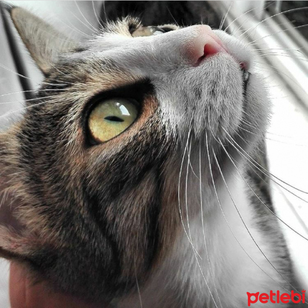 Tekir Kedi, Kedi  Arty fotoğrafı