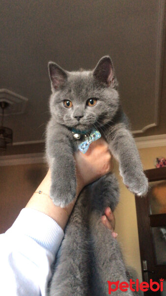 British Shorthair, Kedi  Sufle fotoğrafı