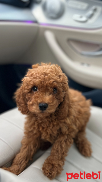 Poodle(Standart Kaniş), Köpek  Lui fotoğrafı