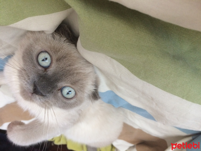 Scottish Fold, Kedi  Shila fotoğrafı