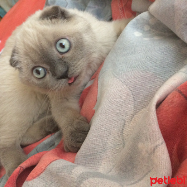 Scottish Fold, Kedi  Shila fotoğrafı