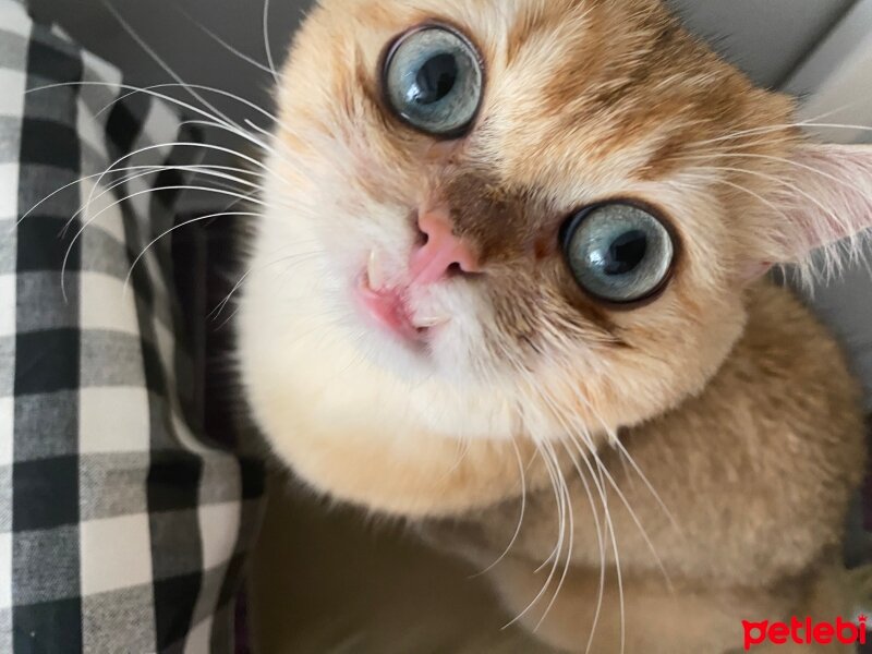 British Shorthair, Kedi  Toprak fotoğrafı