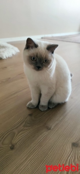 British Shorthair, Kedi  Pamuk fotoğrafı