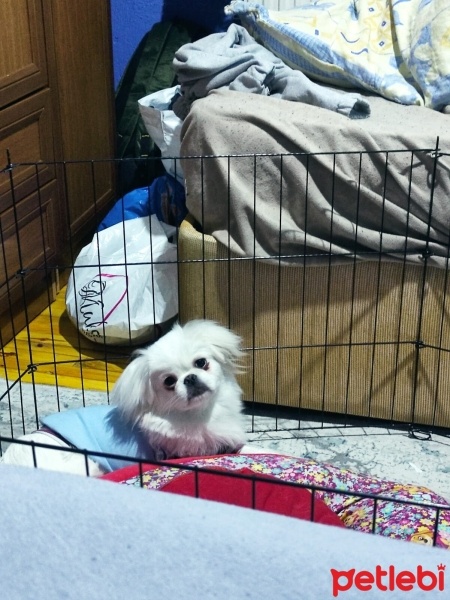 Pekingese, Köpek  Pafy fotoğrafı