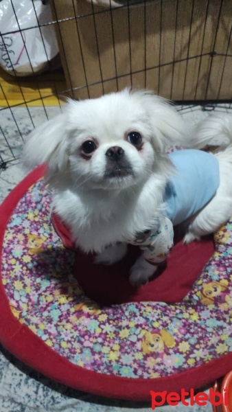 Pekingese, Köpek  Pafy fotoğrafı