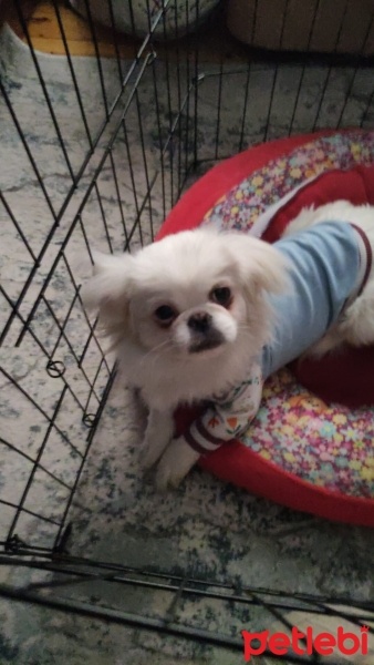 Pekingese, Köpek  Pafy fotoğrafı