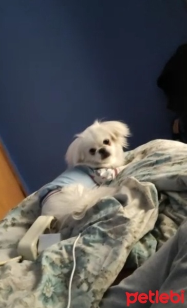 Pekingese, Köpek  Pafy fotoğrafı