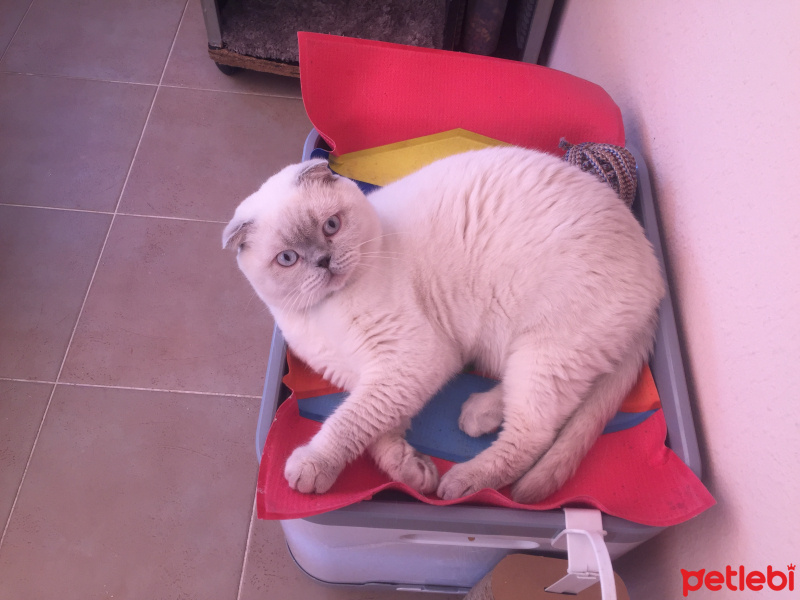 Scottish Fold, Kedi  Pamuk fotoğrafı