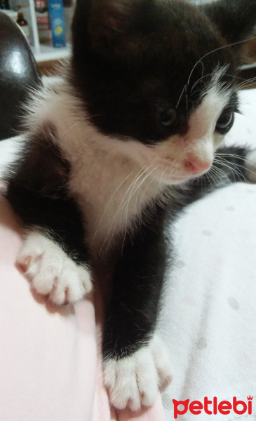Abyssinian, Kedi  zeytin fotoğrafı