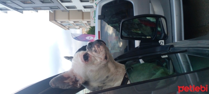 Fransız Bulldog, Köpek  SİNDY fotoğrafı