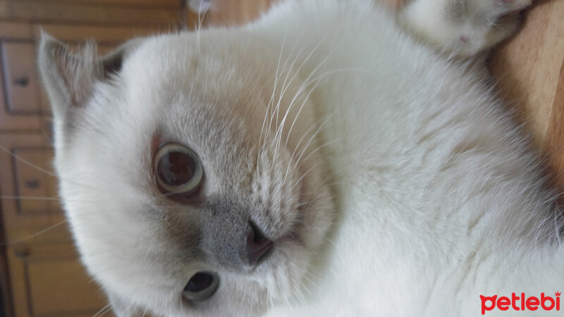 Scottish Fold, Kedi  Çakır fotoğrafı