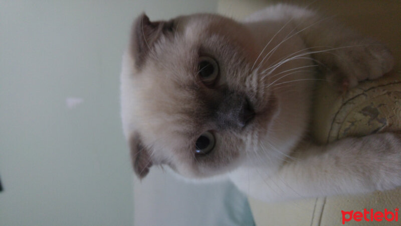 Scottish Fold, Kedi  Çakır fotoğrafı