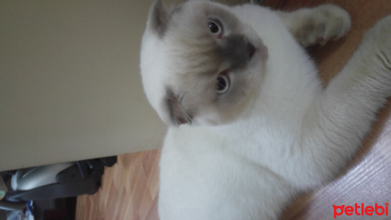 Scottish Fold, Kedi  Çakır fotoğrafı