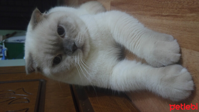 Scottish Fold, Kedi  Çakır fotoğrafı