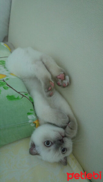 Scottish Fold, Kedi  Çakır fotoğrafı