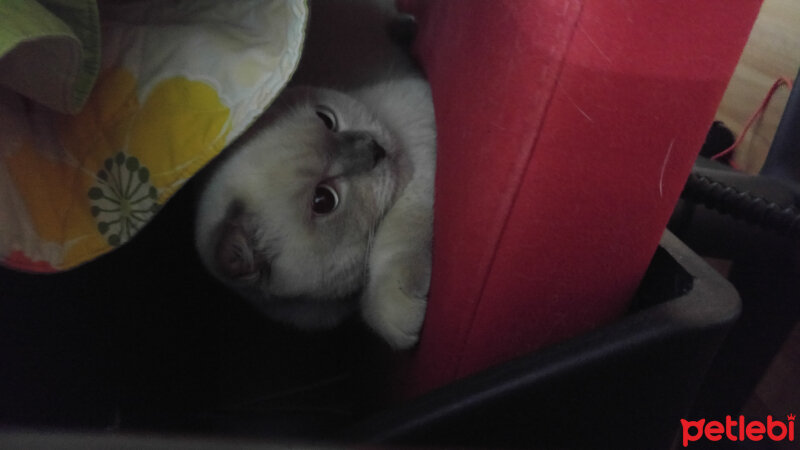 Scottish Fold, Kedi  Çakır fotoğrafı