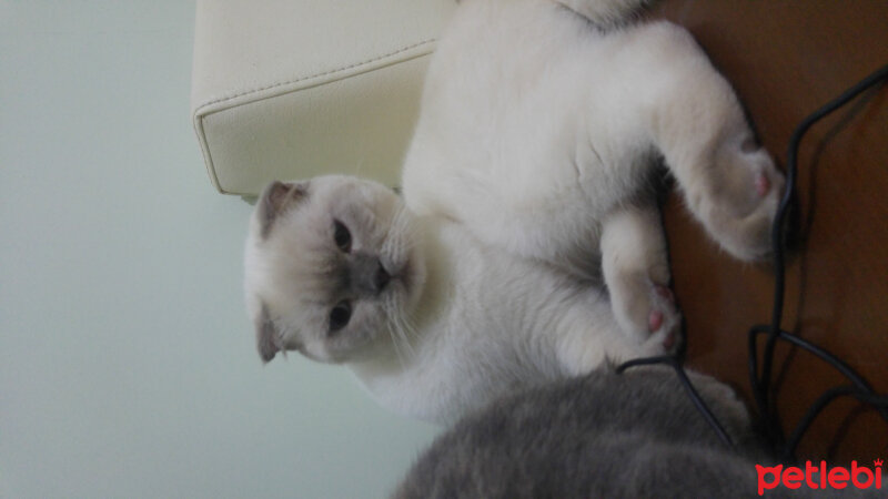 Scottish Fold, Kedi  Çakır fotoğrafı