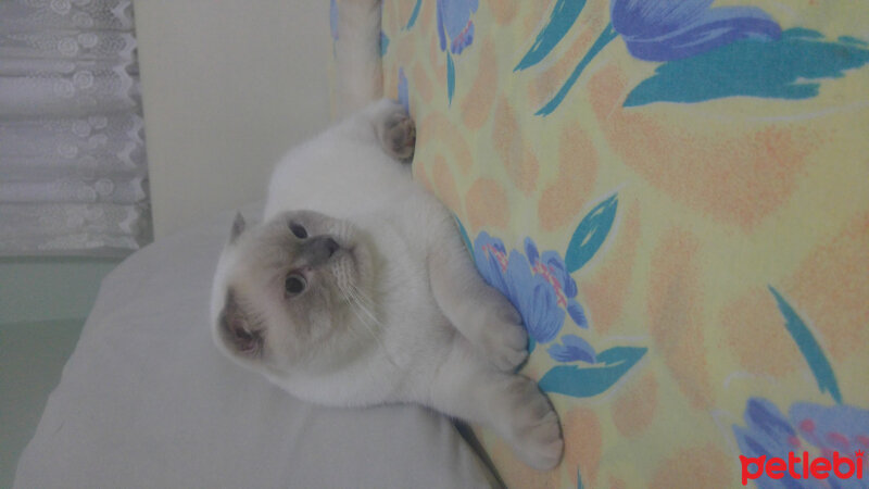 Scottish Fold, Kedi  Çakır fotoğrafı