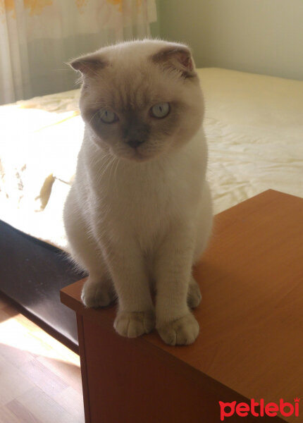 Scottish Fold, Kedi  Çakır fotoğrafı