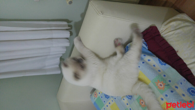 Scottish Fold, Kedi  Çakır fotoğrafı