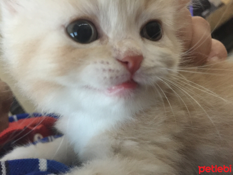 İran Kedisi (Persian), Kedi  Diojen fotoğrafı