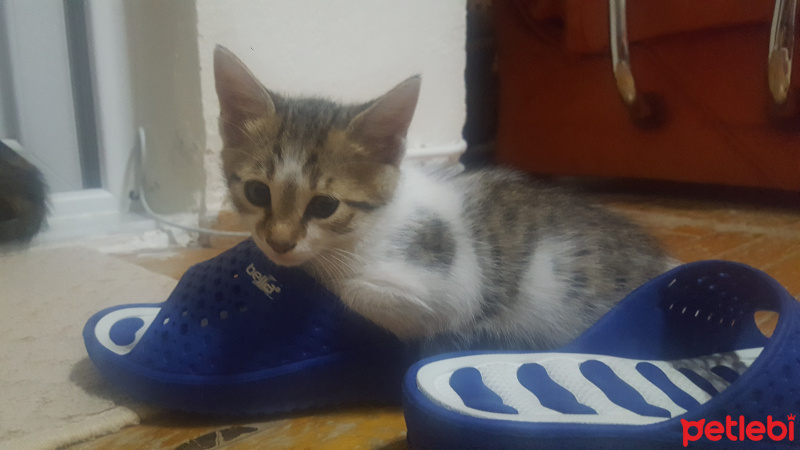 Tekir Kedi, Kedi  Köpük fotoğrafı