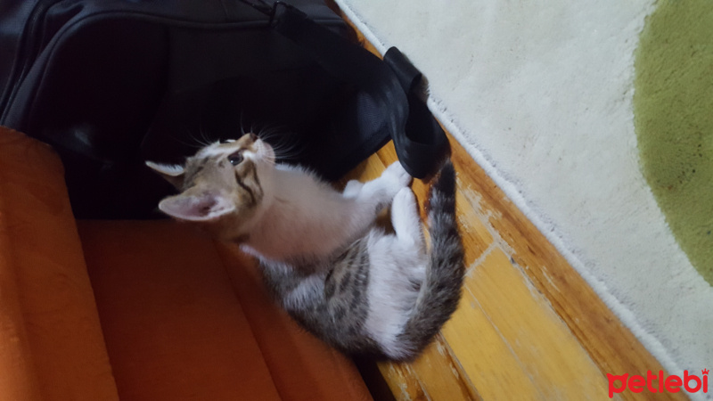 Tekir Kedi, Kedi  Köpük fotoğrafı