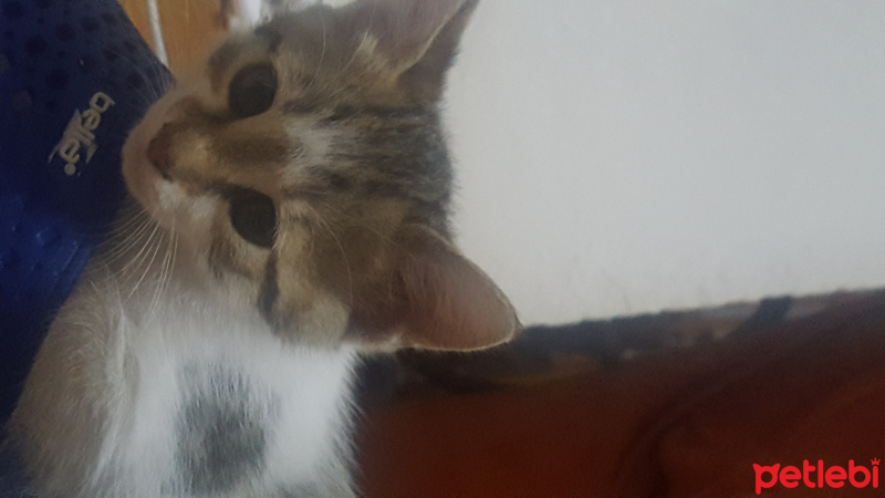 Tekir Kedi, Kedi  Köpük fotoğrafı