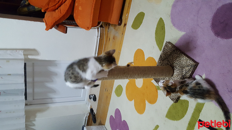 Tekir Kedi, Kedi  Köpük fotoğrafı