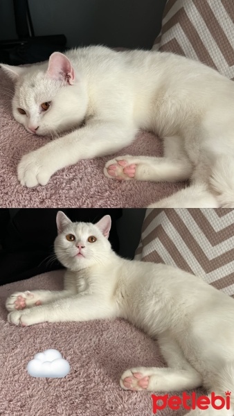 British Shorthair, Kedi  Bulut fotoğrafı