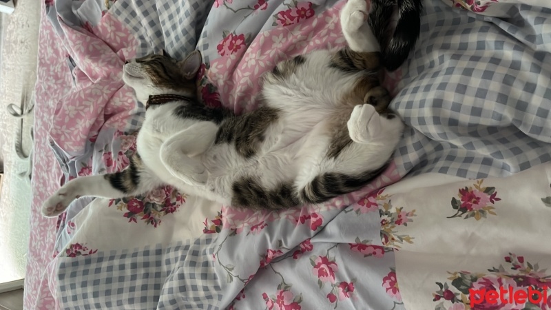 Tekir Kedi, Kedi  Mayki fotoğrafı