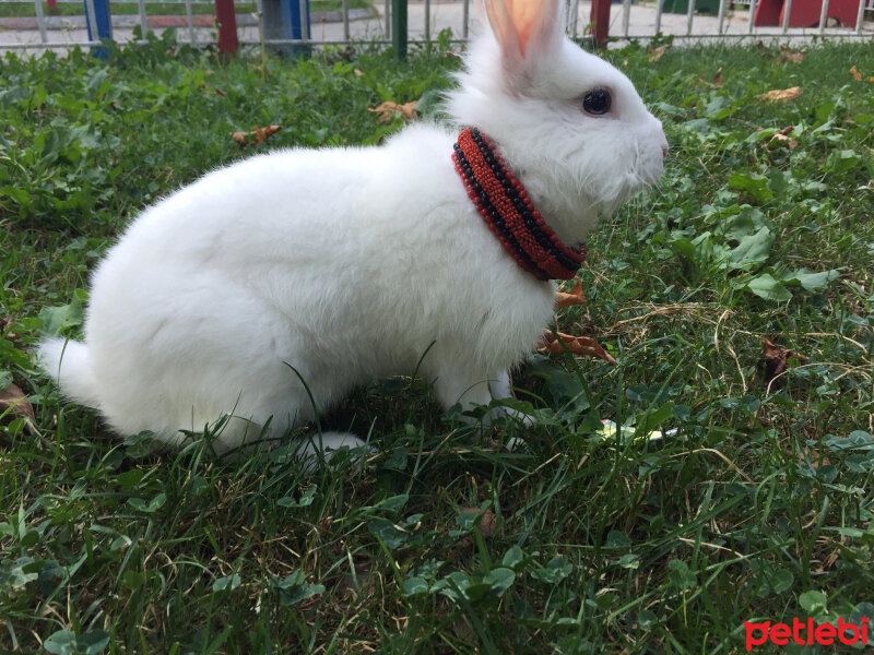 Tavşan, Kemirgen  Oburcuk  fotoğrafı