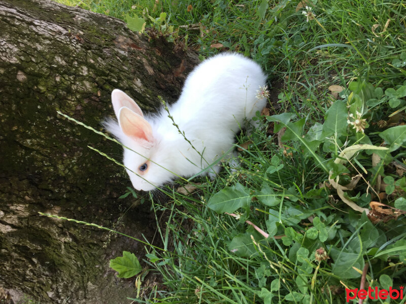 Tavşan, Kemirgen  Oburcuk  fotoğrafı