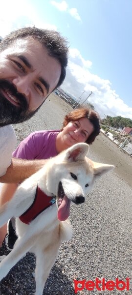 Akita İnu, Köpek  Luna fotoğrafı